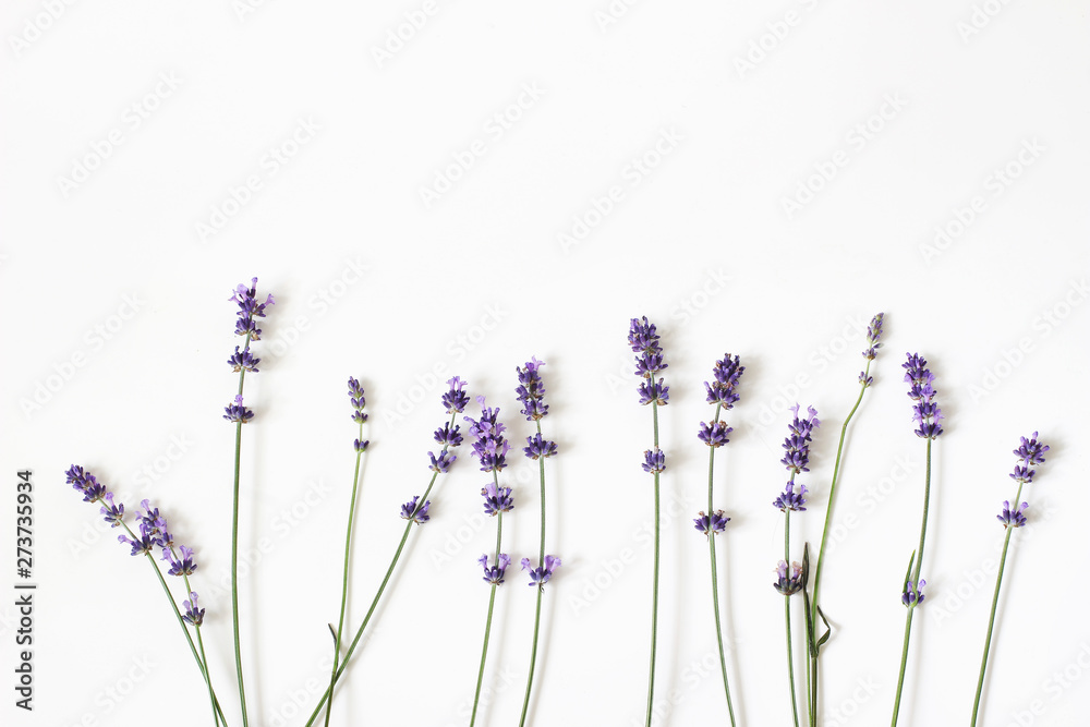 Fototapeta Blooming purple lavender flowers isolated on white table background. Decorative floral frame, web banner with Lavandula officinalis. French summer design, aromatherapy concept. Healthy fragrant herbs.