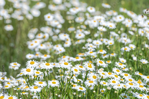 White moon daisys in a summ...