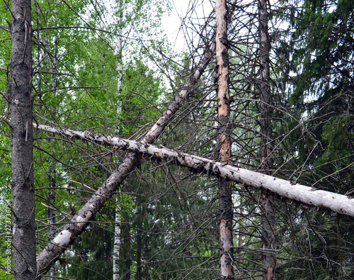 forest thicket with fallen dead trees on a summer day