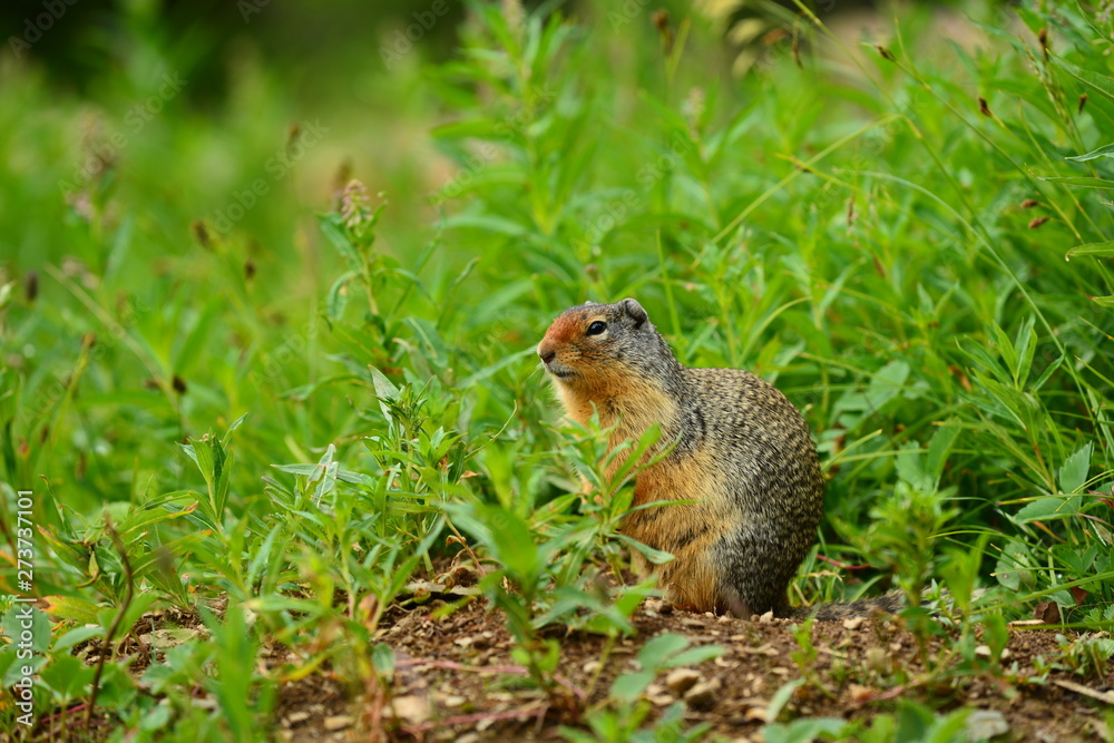 Ground Squirrel Ground Squirrel