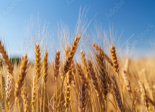 wheat grows in a field on a farm