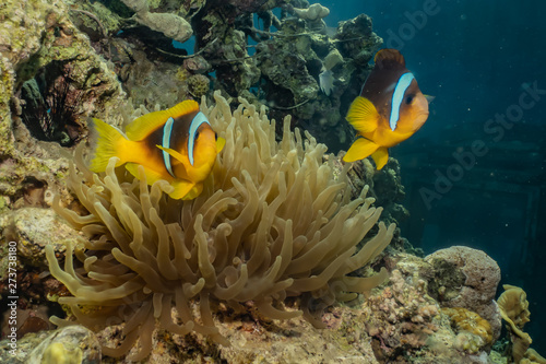 Coral reefs and water plants in the Red Sea, Eilat Israel