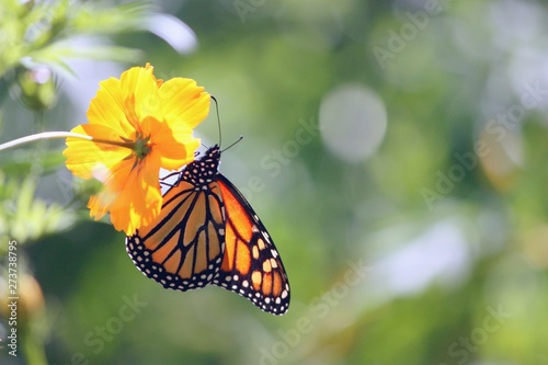 butterfly on flower © Lauren Davis