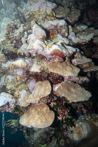 sea fish near coral  underwater