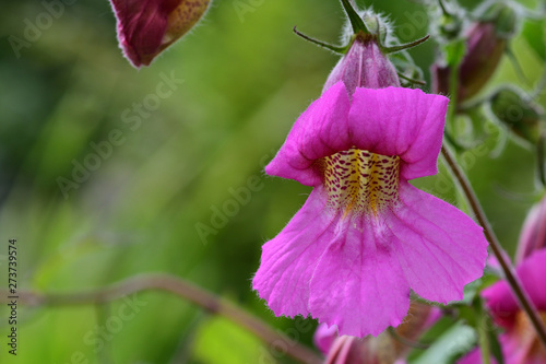 Chinese foxglove (rehmannia angulata) photo