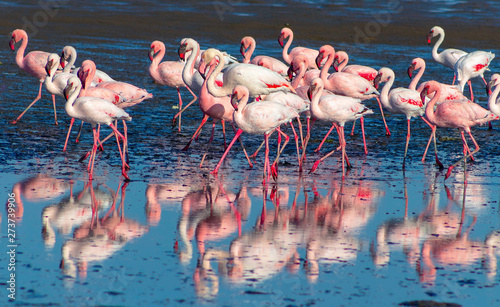 flock of birds african pink flamingo walking on the blue salt lake of Namibia