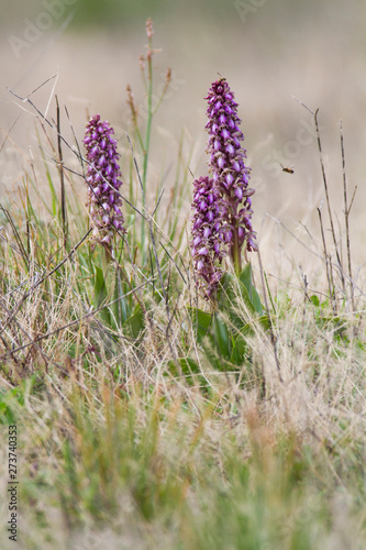 Riesenknabenkraut, Roberts Mastorchis (Barlia robertiana) photo