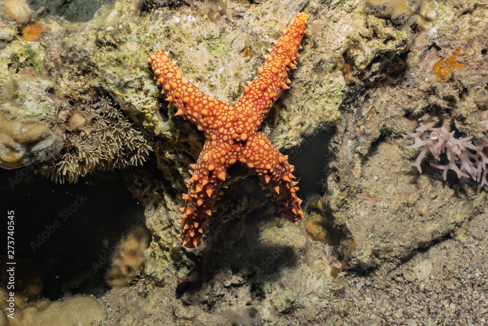 Starfish On the seabed in the Red Sea, eilat israel Starfish On the seabed in the Red Sea, eilat israel