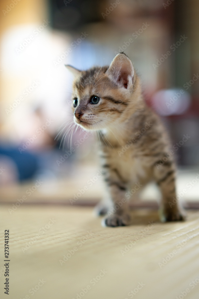 Fototapeta premium よちよち歩き