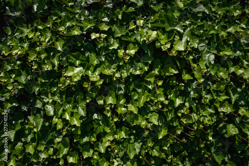 Wallpaper Mural Wall of ivy plants or hedera in sunlight Torontodigital.ca