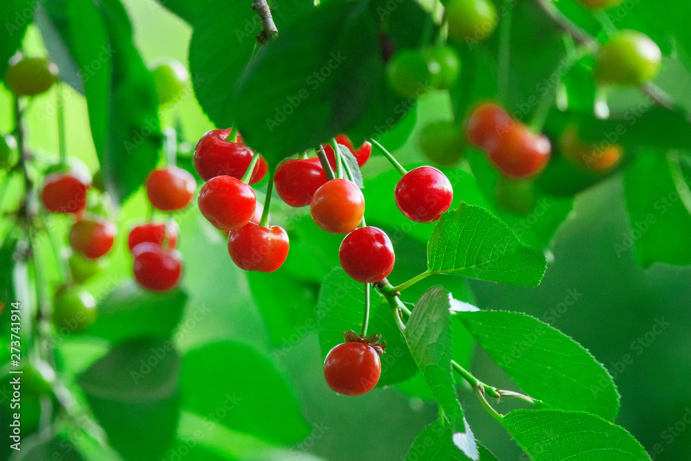 Fototapeta premium red cherry on a tree branch