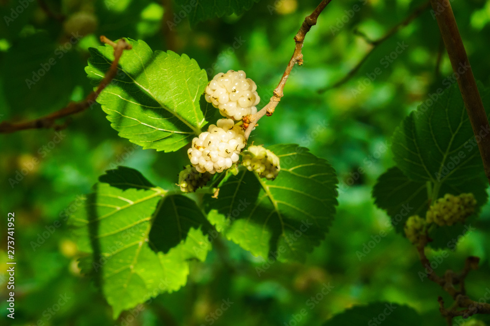 mulberry berries on a tree branch mulberry berries on a tree branch
