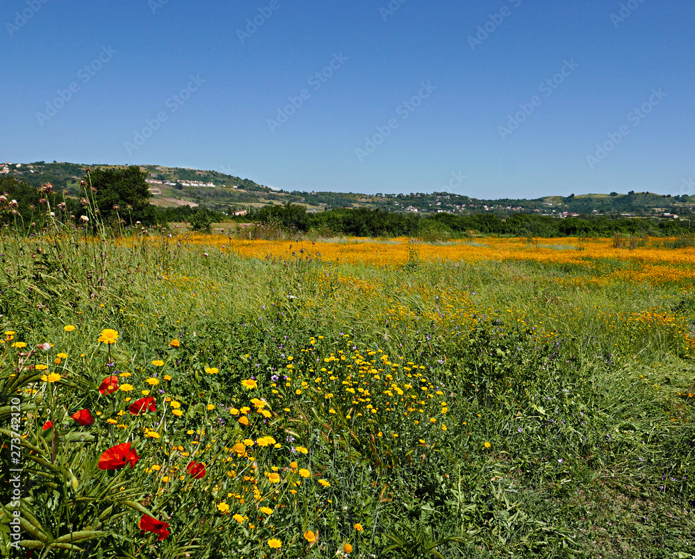 rilassante immagine rurale con papaveri e margherite gialle