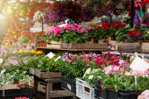 Variety of plants and flowers at local city flower market, Riga, Latvia
