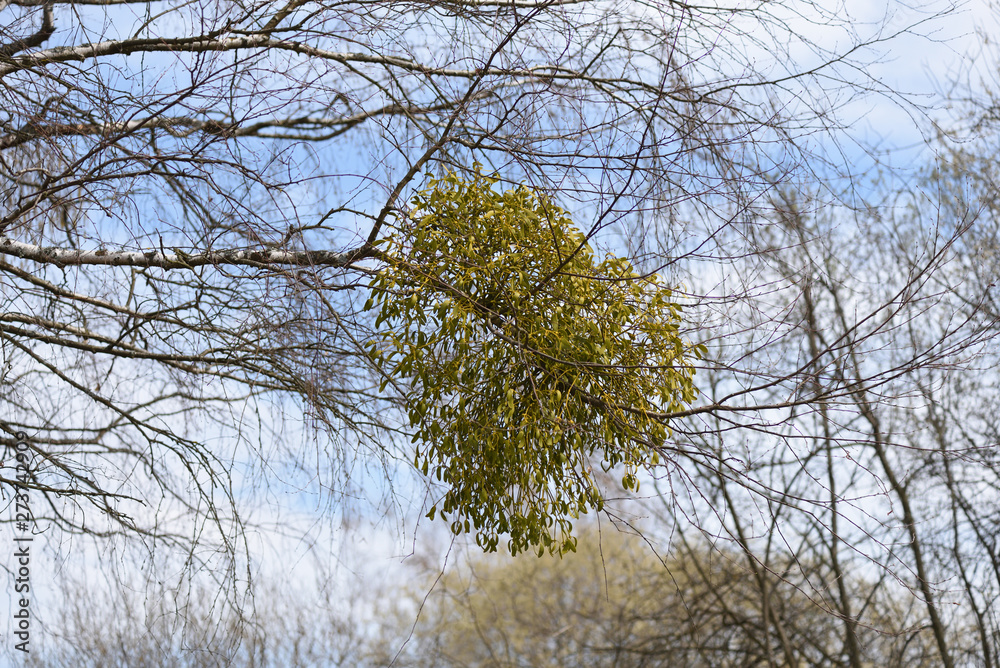 Obraz premium mistletoe at a birch tree in spring