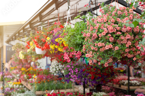 Variety of plants and flowers at local city flower market, Riga, Latvia