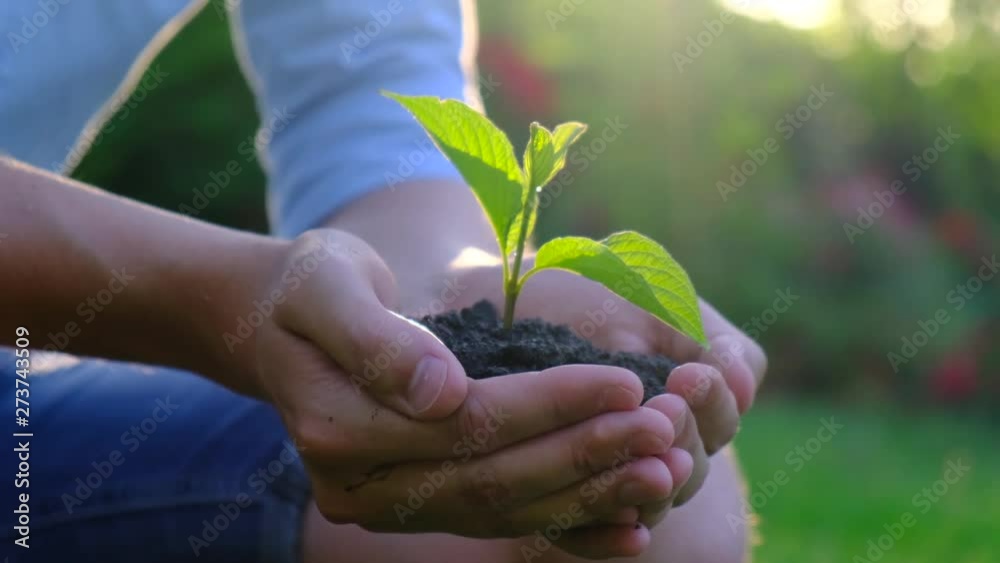 Young shoots of plants in the soil in male hands. Concept of fertility and yield, farming, environmental protection