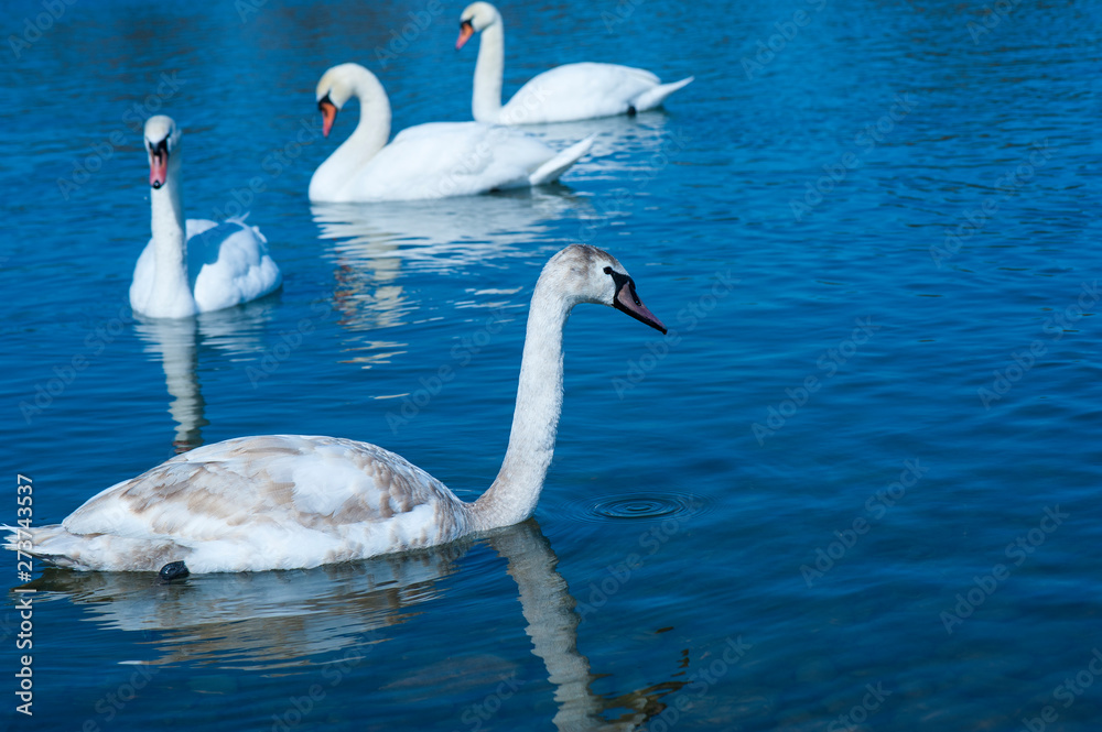 White swans swimming in river water in the early spring. Group of beautiful white swans in the blue water. White swans swimming in river water in the early spring. Group of beautiful white swans in the blue water.