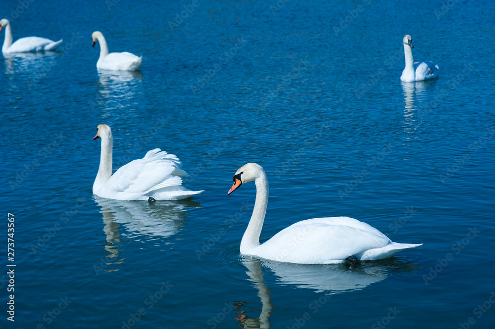 White swans swimming in river water in the early spring. Group of beautiful white swans in the blue water. White swans swimming in river water in the early spring. Group of beautiful white swans in the blue water.