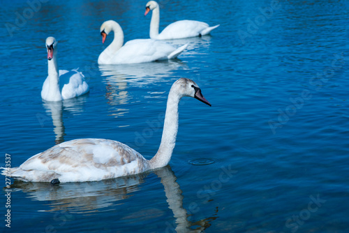 White swans swimming in river water in the early spring. Group of beautiful white swans in the blue water.