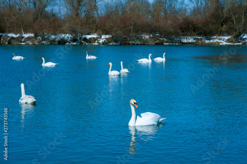 White swans swimming in river water in the early spring. Group of beautiful white swans in the blue water.