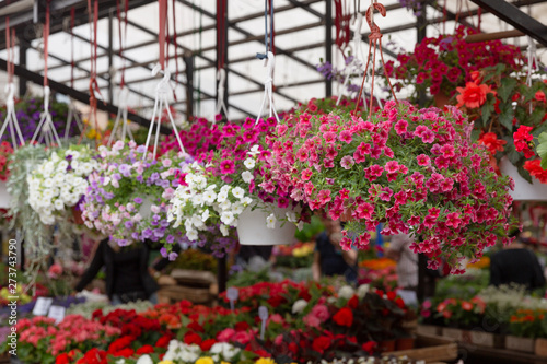Variety of plants and flowers at local city flower market  Riga  Latvia