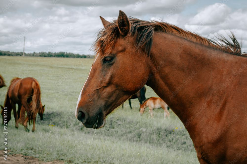 Horse Horse