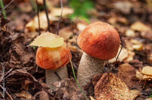 Forest mushrooms with an orange hat in the autumn forest.