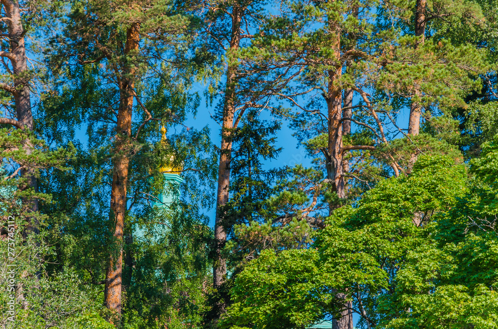 Beautiful pines of Valaam, hiding the shrines from prying eyes. According to legend, Valaam is unavailable to unbelievers Beautiful pines of Valaam, hiding the shrines from prying eyes. According to legend, Valaam is unavailable to unbelievers