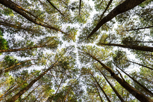 Low angle view of Pine trees tops in a forest from bottom with sky background