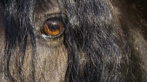 Eye of the frisian horse closeup