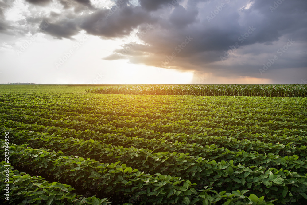 Soybean field at sunset