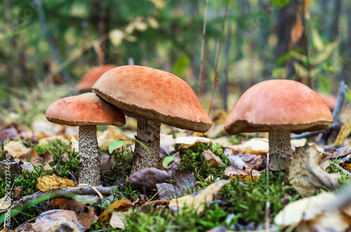 Mushroom season in the forest. Fallen leaves, autumn forest.