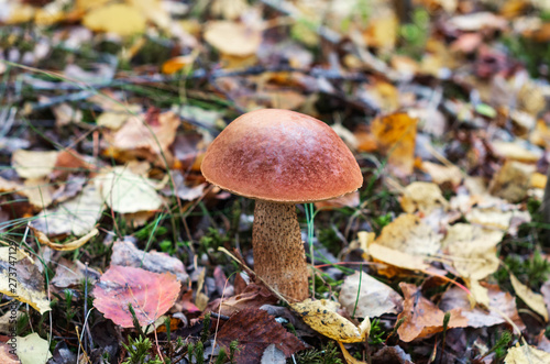 Mushroom season in the forest. Fallen leaves, autumn forest.