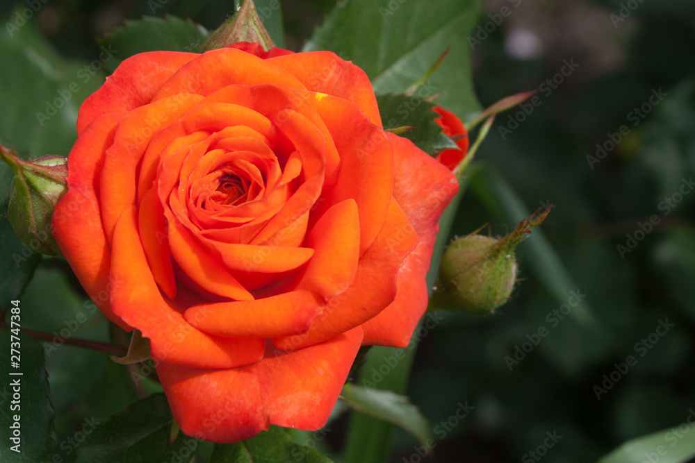 Light Red rose on a background of leaves for postcards Light Red rose on a background of leaves for postcards