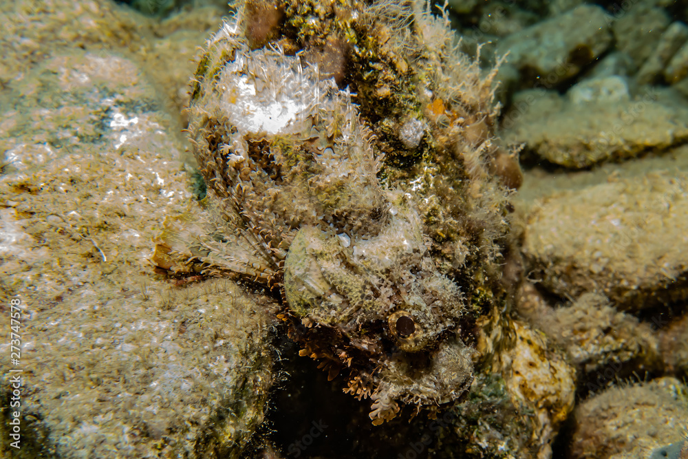 Scorpion fish Amazing camouflage in the Red Sea, Eilat Israel