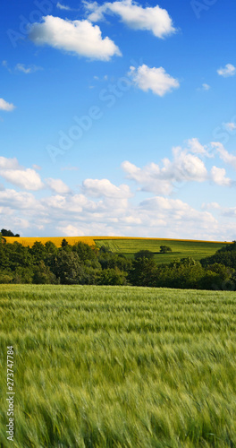 Summer Nature with blue sky