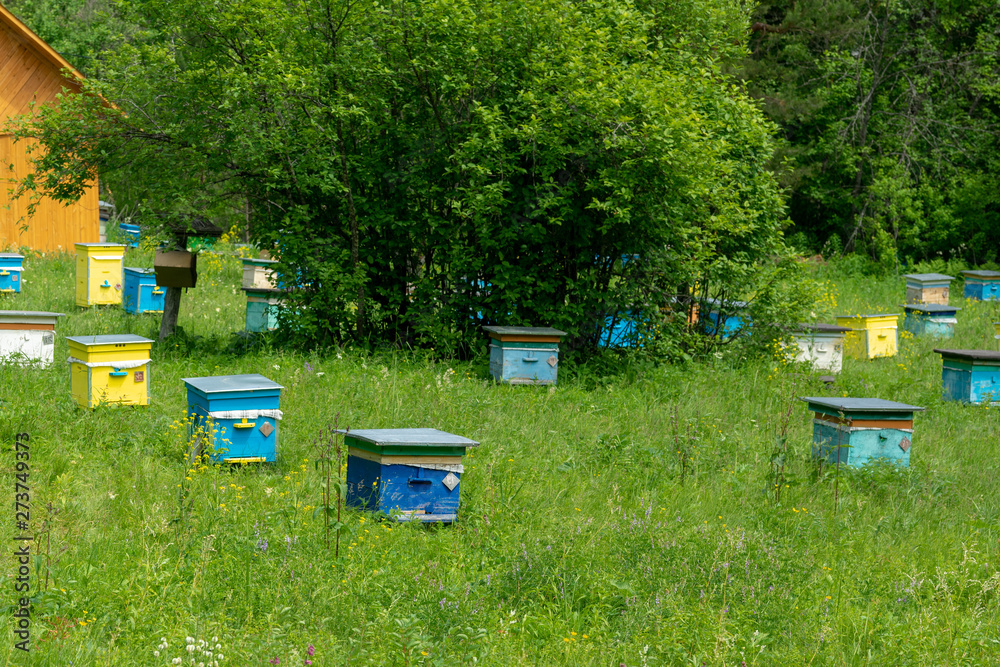 A row of bee hives in a field of flowers with an orchard behind. Shulgan-Tash Nature Reserve. A row of bee hives in a field of flowers with an orchard behind. Shulgan-Tash Nature Reserve.