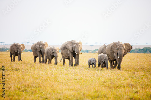 Elephants in Africa