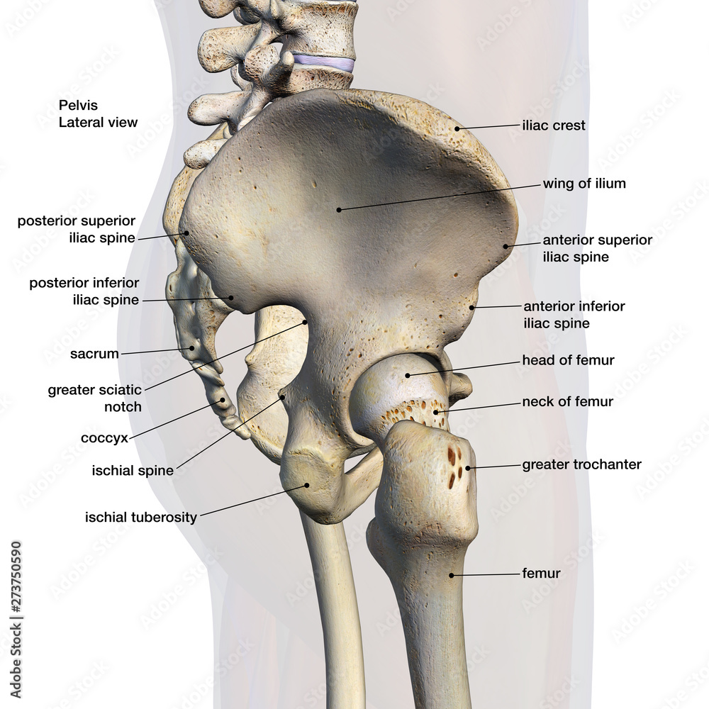 Pelvic and Hip Bones, Labeled Side View on White Stock Illustration