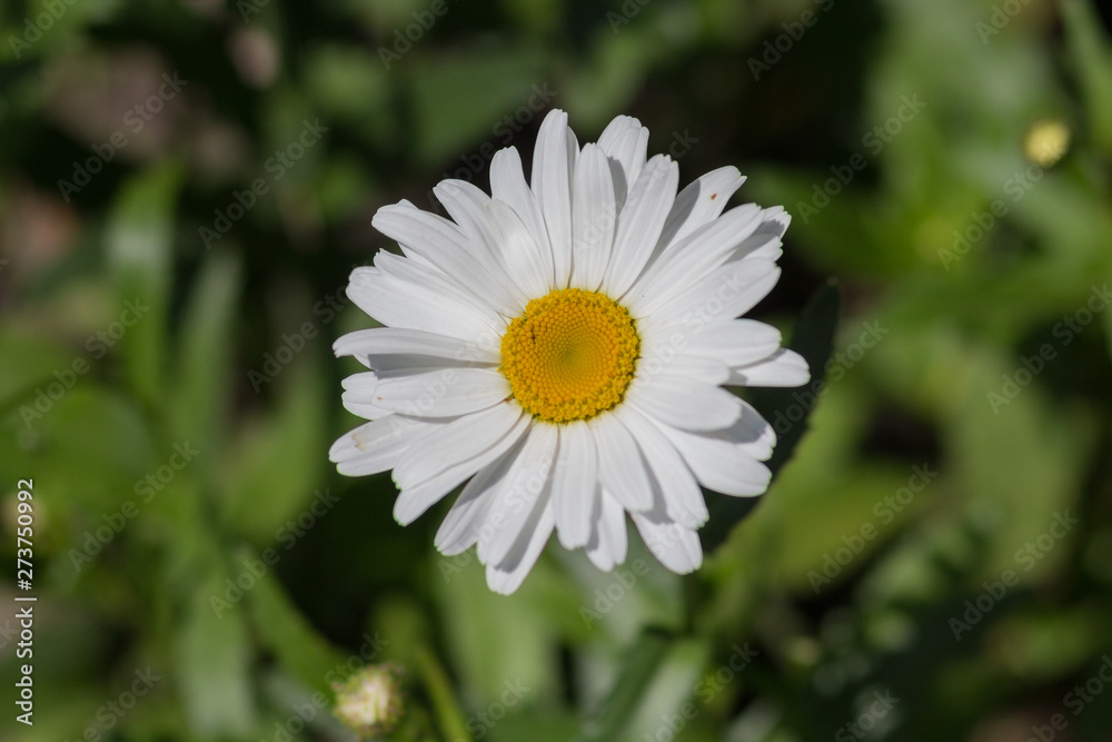 Beautiful white daisy on a meadow close up. Flowers Beautiful white daisy on a meadow close up. Flowers
