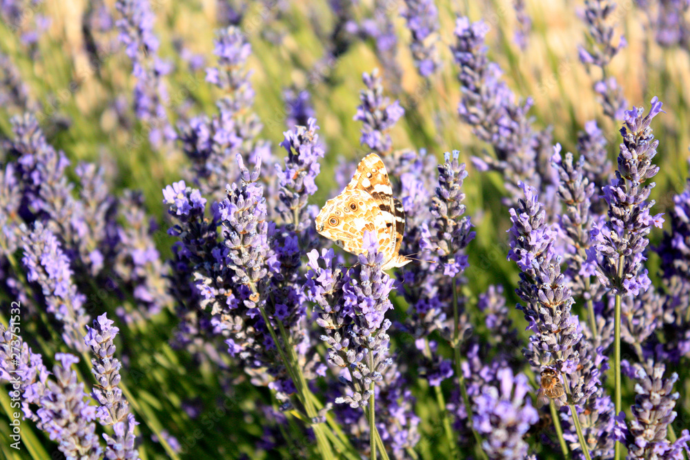 Fototapeta premium Butterfly in blooming lavender in the field. Lavender flowers.