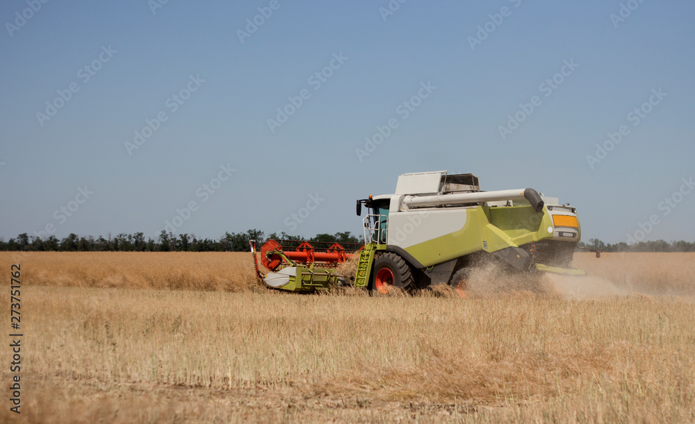 Obraz premium wheat harvesting field tractor machine