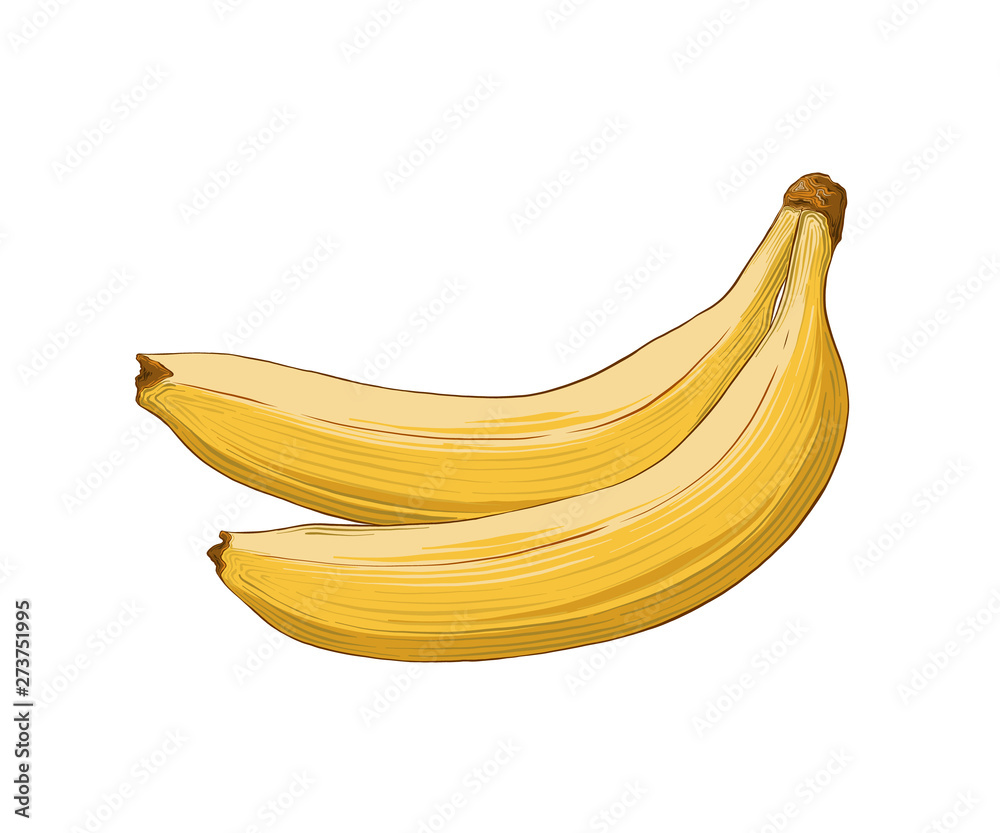 Hand drawn sketch of banana in color isolated on white background. Detailed vintage style drawing. Vector illustration