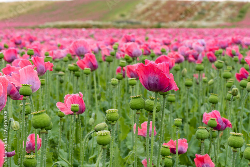 Poppy field with pink blooming poppies. The picture can be used as a wall decoration in the wellness and spa area