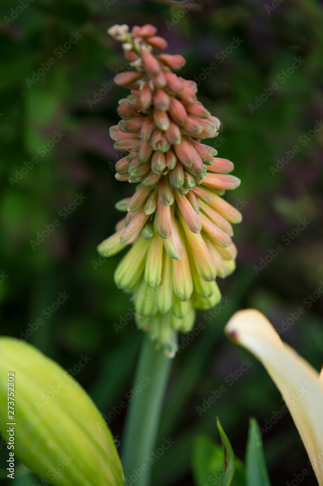 Beautiful exotic green flower bud. Beautiful exotic green flower bud.
