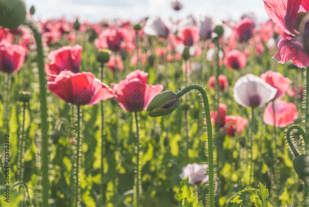 Fototapeta premium Poppy field with red and white poppies with cloudy sky in the background. The photo is taken in sunshine. The picture can be used as a wall decoration in the wellness and spa area