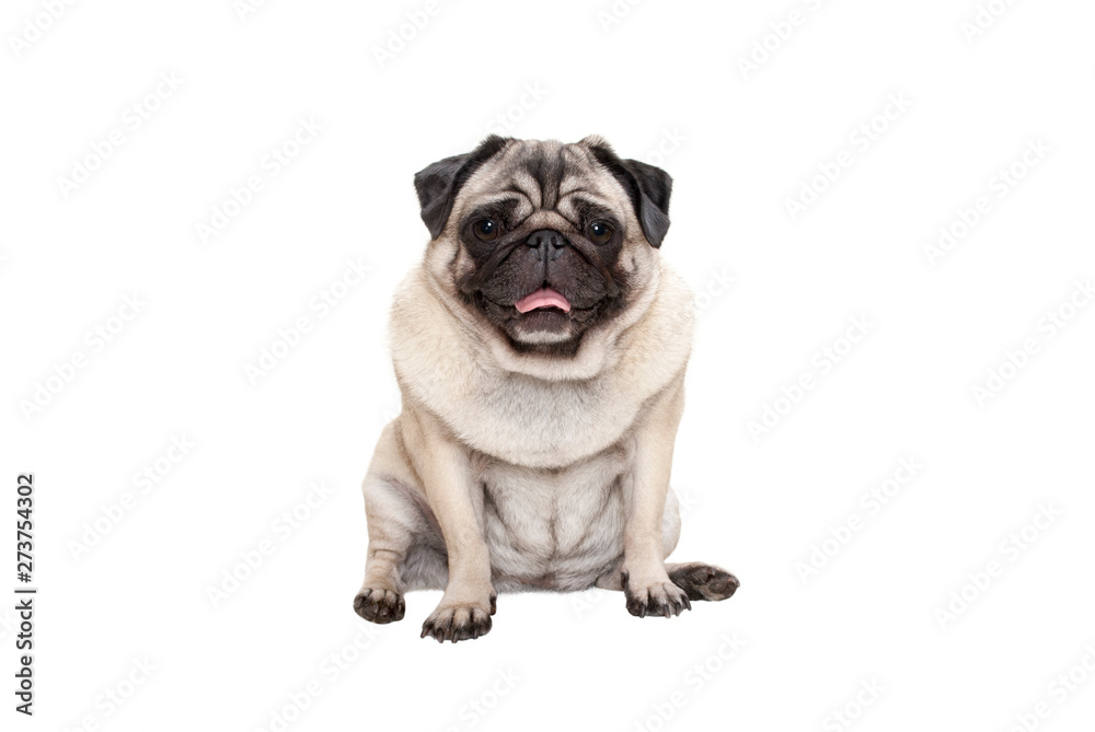 adorable cute smiling pug puppy dog sitting down with tongue out, isolated on white background