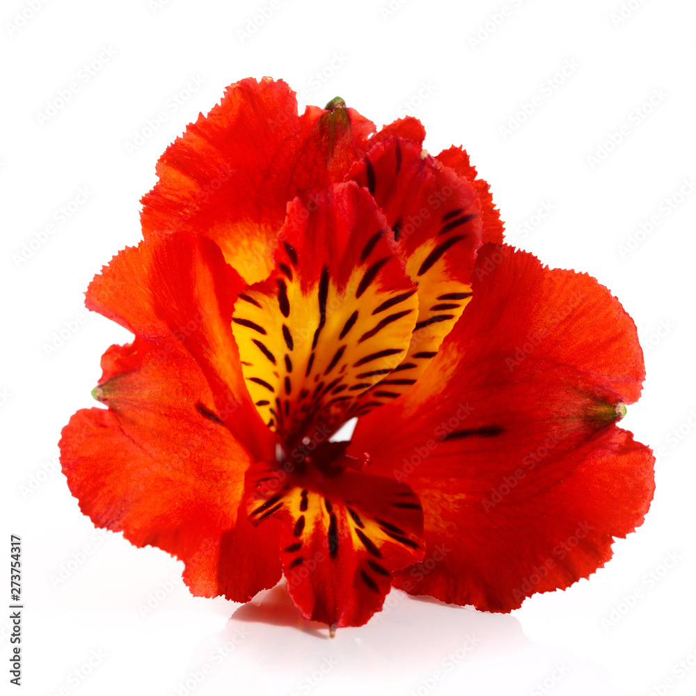 Obraz beautiful red flower of alstroemeria on a white background
