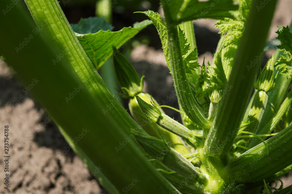 Fototapeta premium Zucchini flowers plant in vegetable garden growing.